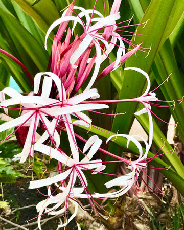 1960F2F1-AAC8-476A-A395-9FB592DD4A1D_4_5005_c