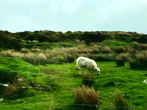 7B2A4D57-F99A-4AAD-842F-09D620EFC0A2_4_5005_c-1