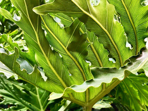 C60C9167-6326-4DDE-8326-8518886EB43A_4_5005_c