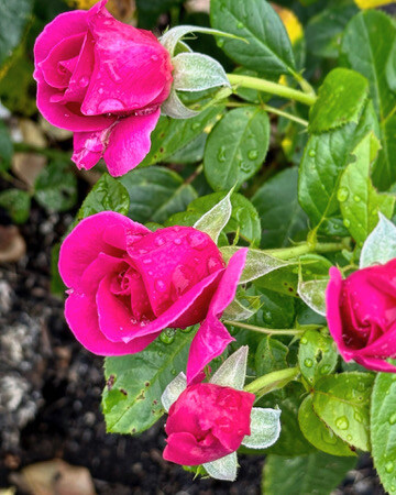 CB1C6215-615C-4007-A6B1-91CFD35F01B1_4_5005_c